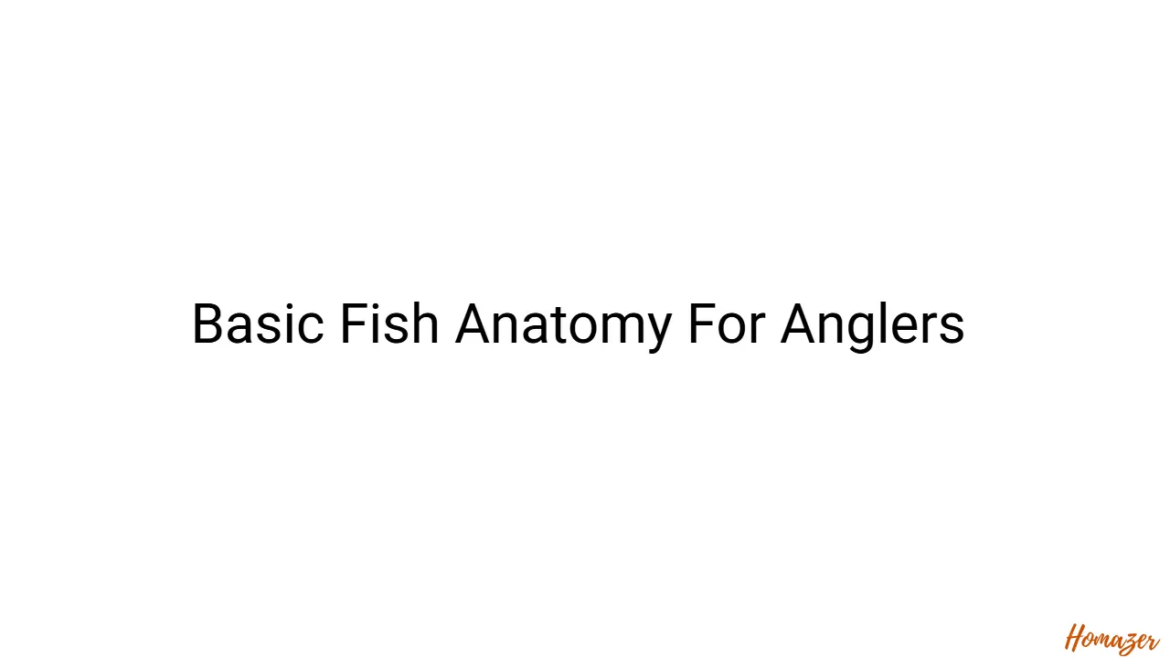 Basic Fish Anatomy For Anglers