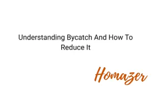 Understanding Bycatch And How To Reduce It