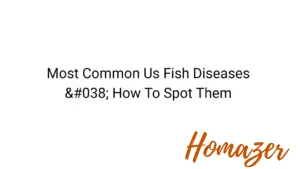 Most Common Us Fish Diseases & How To Spot Them